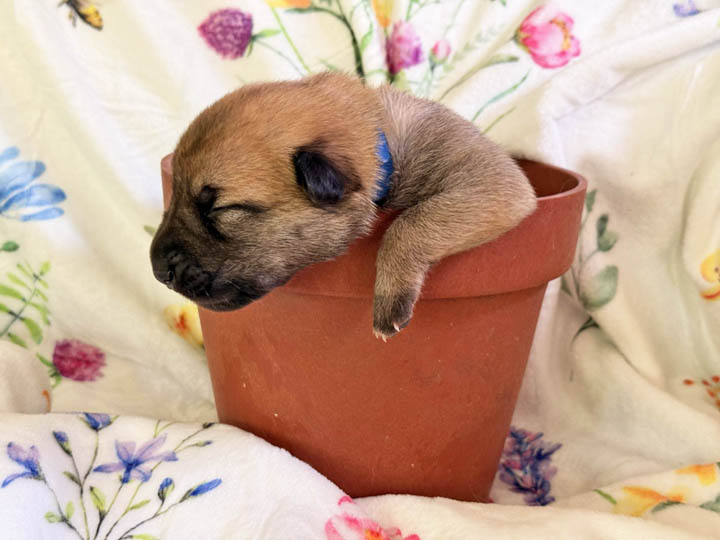 chinook puppy
